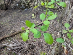 Fraxinus caroliniana