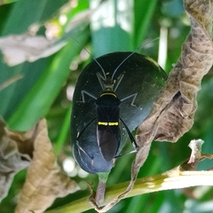Phthia lunata