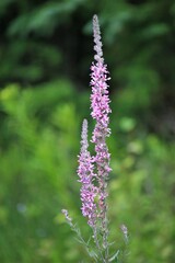 Lythrum salicaria