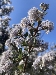 Ceanothus cuneatus