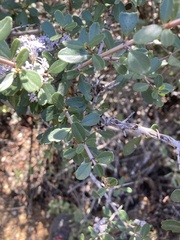 Ceanothus cuneatus