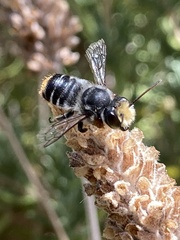 Megachile chrysopyga