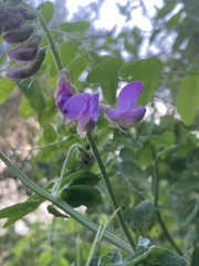 Lathyrus vestitus