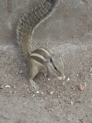 Funambulus pennantii