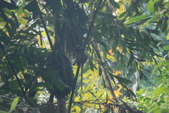 Macaca fascicularis