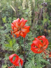 Lilium pumilum