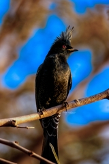 Phainopepla nitens