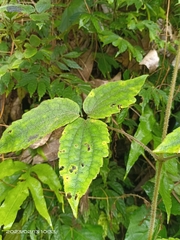 Clematis leschenaultiana