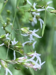 Anthoxanthum occidentale