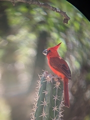 Cardinalis phoeniceus
