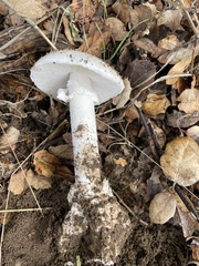 Amanita ocreata
