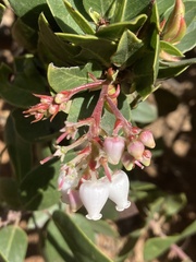 Arctostaphylos tomentosa hebeclada