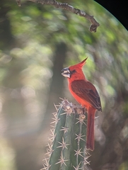 Cardinalis phoeniceus