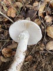 Amanita ocreata