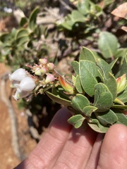 Arctostaphylos tomentosa hebeclada