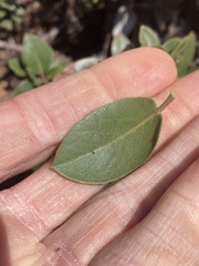 Arctostaphylos tomentosa hebeclada