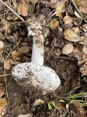 Amanita ocreata