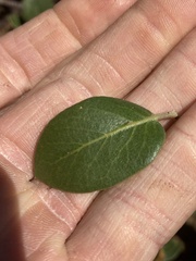 Arctostaphylos tomentosa hebeclada