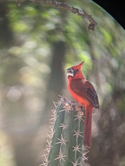 Cardinalis phoeniceus