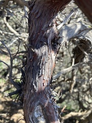 Arctostaphylos tomentosa hebeclada