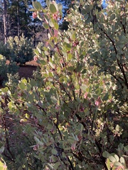 Arctostaphylos nissenana