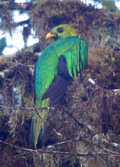 Pharomachrus auriceps auriceps