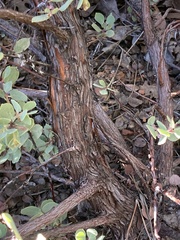 Arctostaphylos nissenana