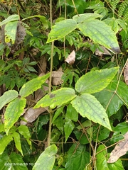 Clematis leschenaultiana