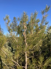 Pinus attenuata