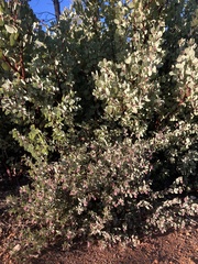 Arctostaphylos nissenana