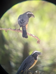 Saltator orenocensis