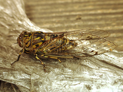 Amphipsalta cingulata