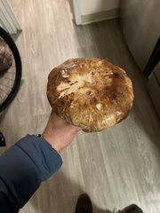 Agaricus bisporus