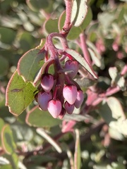 Arctostaphylos nissenana