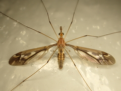 Leptotarsus huttoni