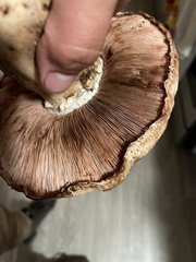 Agaricus bisporus