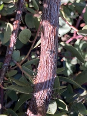 Arctostaphylos nissenana