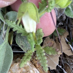 Emmenanthe penduliflora