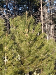Pinus attenuata