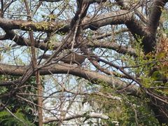 Callosciurus erythraeus styani