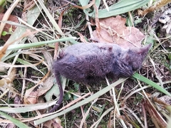 Crocidura russula