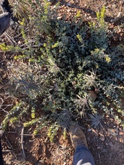 Arctostaphylos nissenana