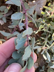 Arctostaphylos nissenana