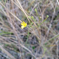 Linum medium texanum
