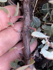 Arctostaphylos nissenana