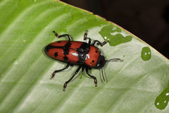 Pselaphacus giganteus