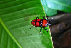 Pselaphacus giganteus