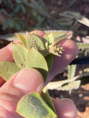 Arctostaphylos nissenana