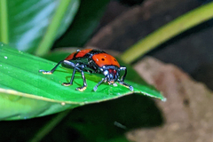 Pselaphacus giganteus