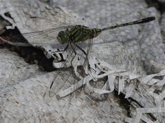 Orthetrum serapia